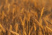 Triticum aestivum